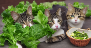 Bolehkah Kucing Makan Kangkung