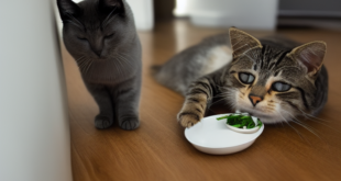 12 Alasan Kenapa Kucing Lemas Dan Tidak Mau Makan