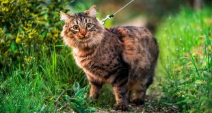 Alasan Mengapa Kucing Tidak Mengeluarkan Suara Saat Berjalan