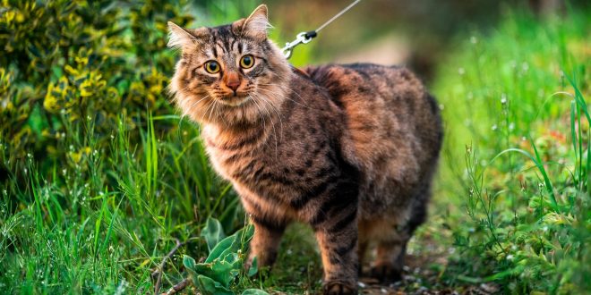 Alasan Mengapa Kucing Tidak Mengeluarkan Suara Saat Berjalan