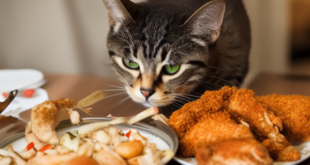 Bolehkah Kucing Makan Ayam Mentah?