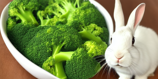 Bolehkah Kelinci Makan Brokoli?