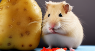 Apakah Hamster Boleh Makan Kentang?