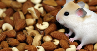 Bolehkah Hamster Makan Kacang?