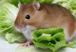 Apakah Hamster Boleh Makan Selada?