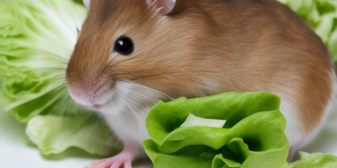 Apakah Hamster Boleh Makan Selada?