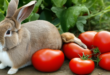 Bisakah Kelinci Makan Tomat?