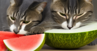 Bolehkah Kucing Makan Semangka?