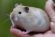 15 Cara Menemukan Hamster Hilang