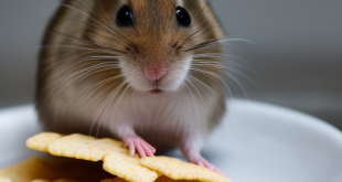 Bolehkah Hamster Makan Kerupuk